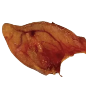 Friandise - Oreille de porc