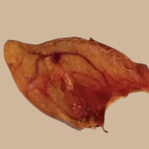 Friandise - Oreille de porc