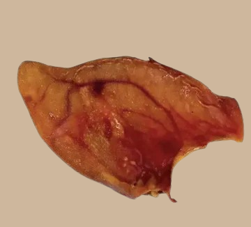 Friandise - Oreille de porc