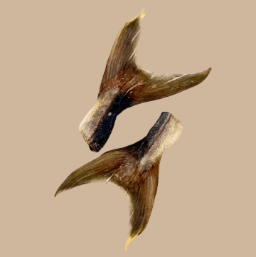 Friandise - Queue de brochet