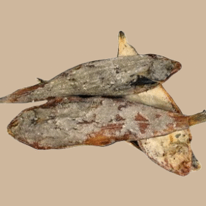 Friandise - Sole entière